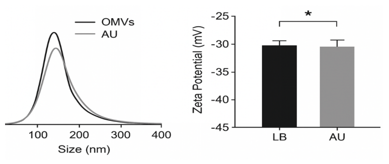 Average zeta potential comparison of OMV from both media